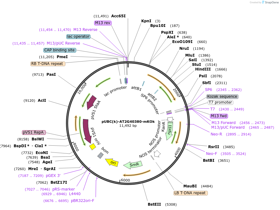 224839-plasmid-map-sequence-id-447140