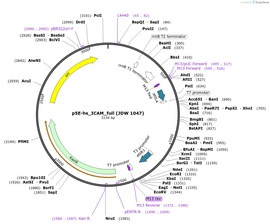 224479-plasmid-map-sequence-id-447200