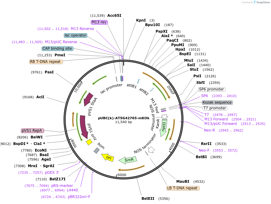 224853-plasmid-map-sequence-id-447210