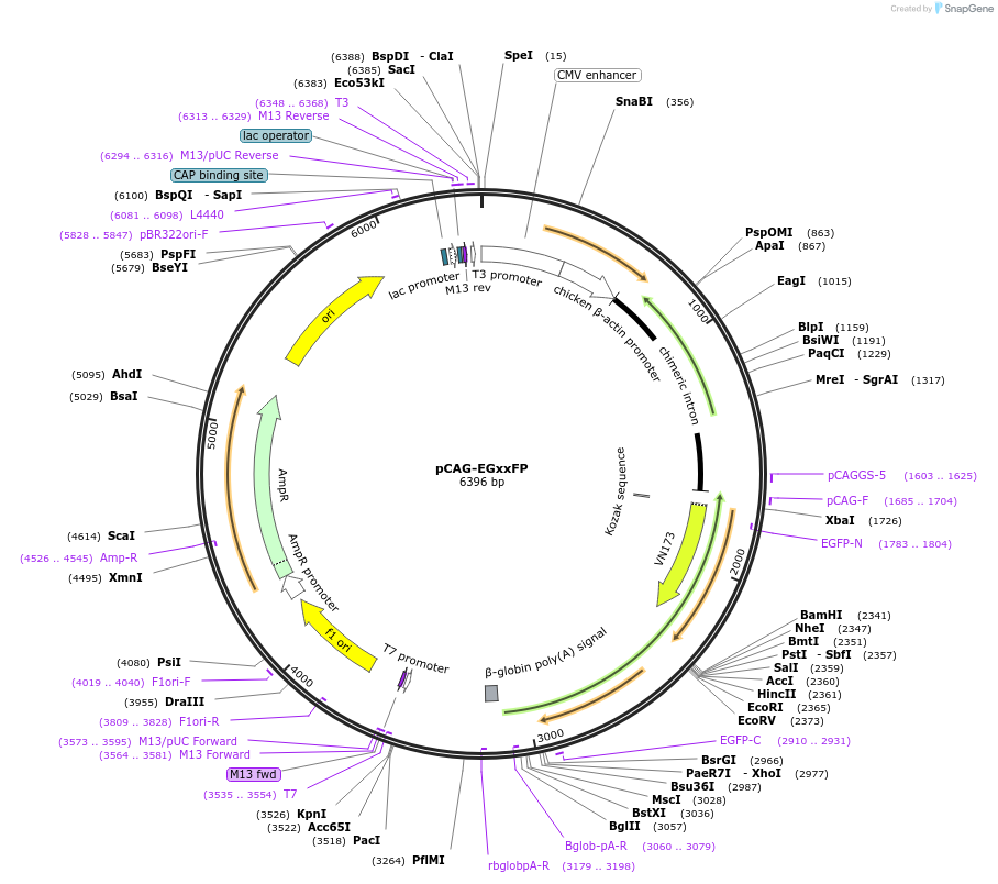 50716-plasmid-map-sequence-id-447281