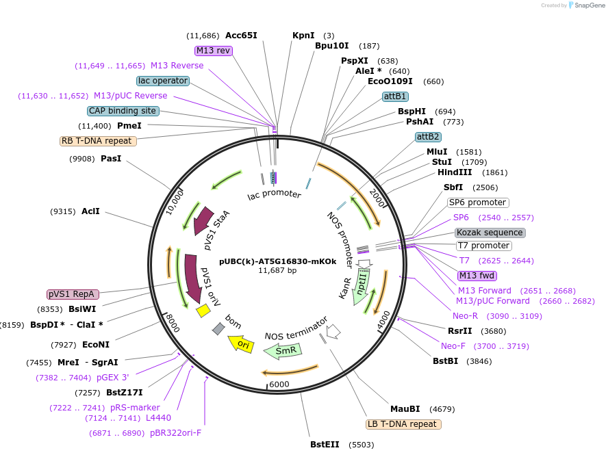 224851-plasmid-map-sequence-id-447284