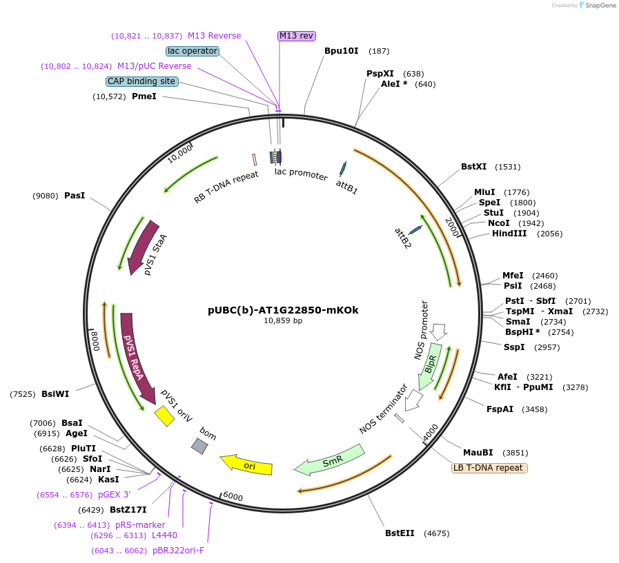 224831-plasmid-map-sequence-id-447303