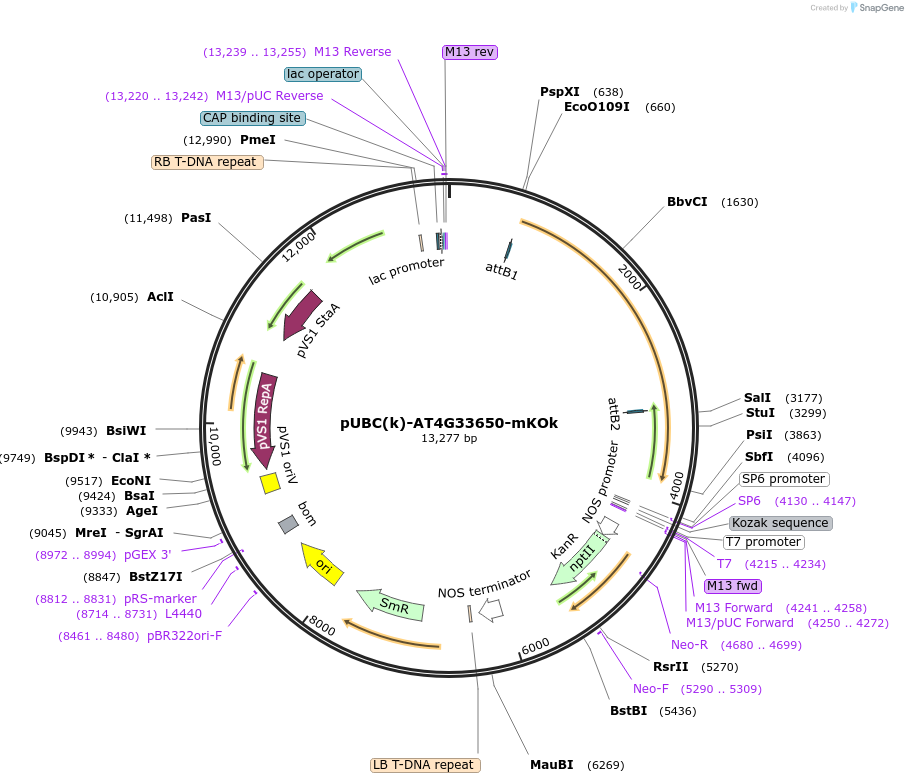 224846-plasmid-map-sequence-id-447308