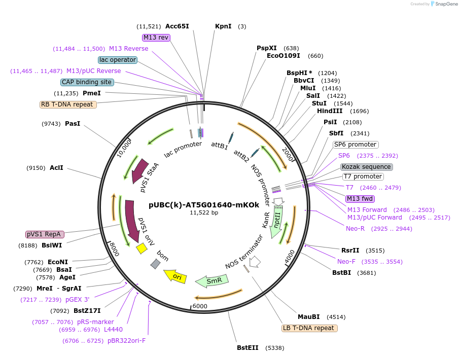 224847-plasmid-map-sequence-id-447310