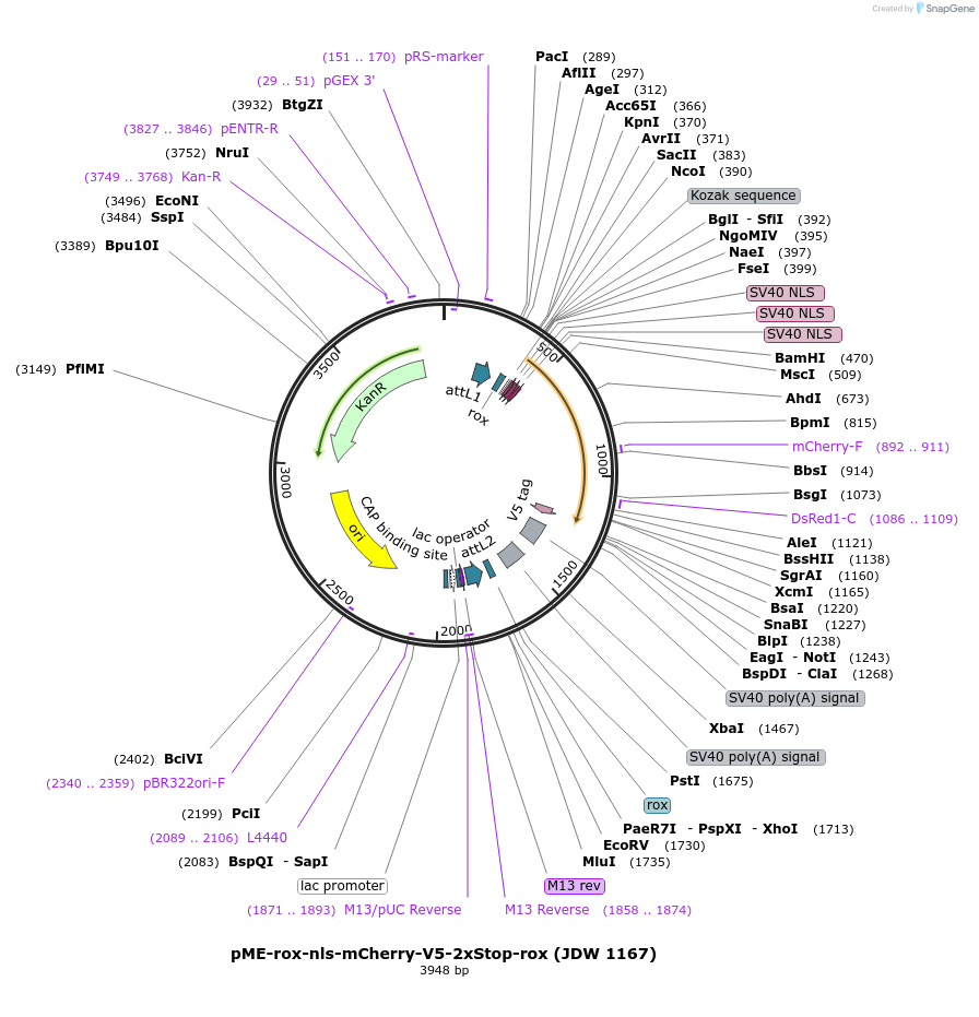 224524-plasmid-map-sequence-id-447313