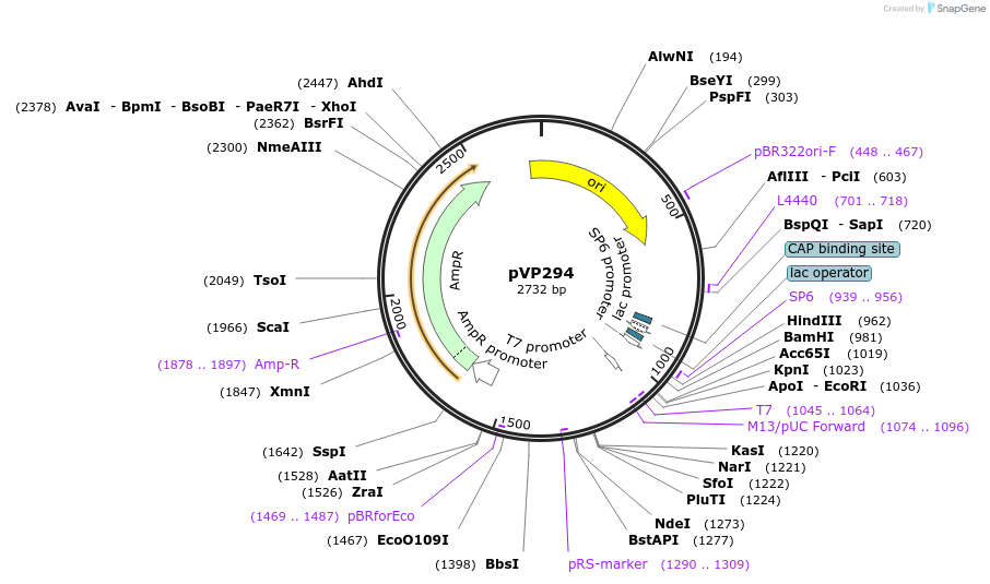 222063-plasmid-map-sequence-id-447319