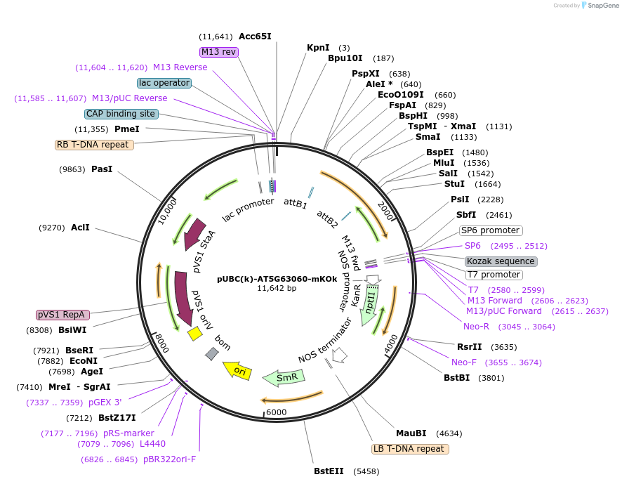 224858-plasmid-map-sequence-id-447320