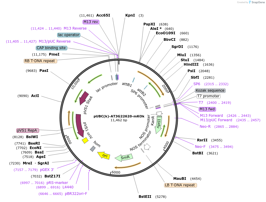 224841-plasmid-map-sequence-id-447321