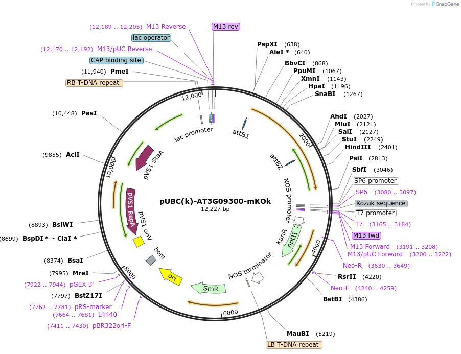 224840-plasmid-map-sequence-id-447322
