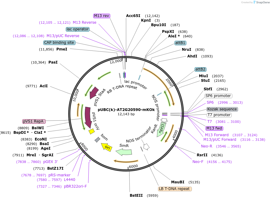 224837-plasmid-map-sequence-id-447324
