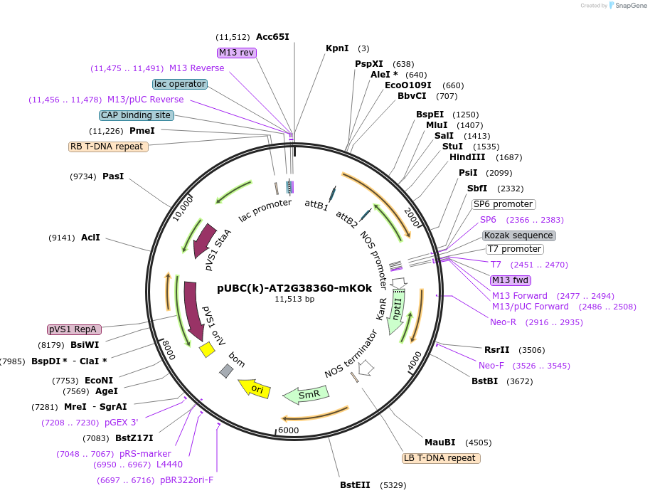 224838-plasmid-map-sequence-id-447326