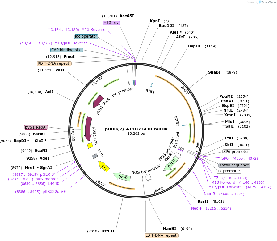 224835-plasmid-map-sequence-id-447327