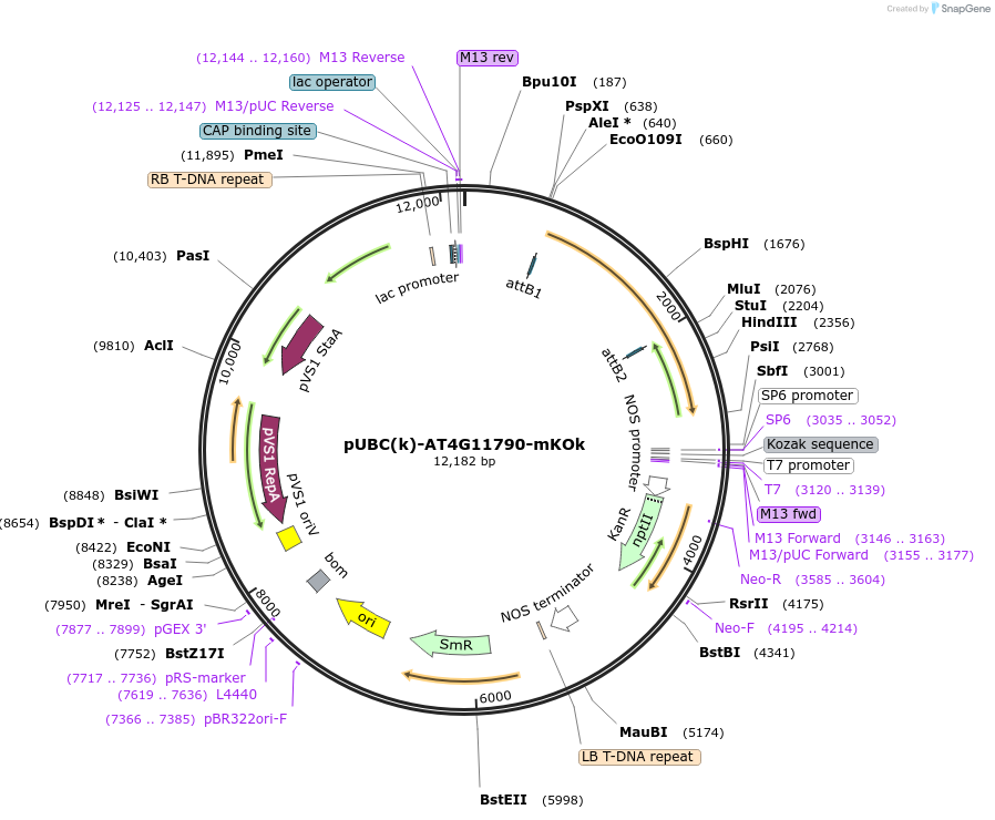 224844-plasmid-map-sequence-id-447328