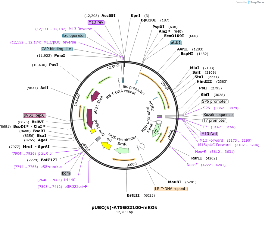 224848-plasmid-map-sequence-id-447330