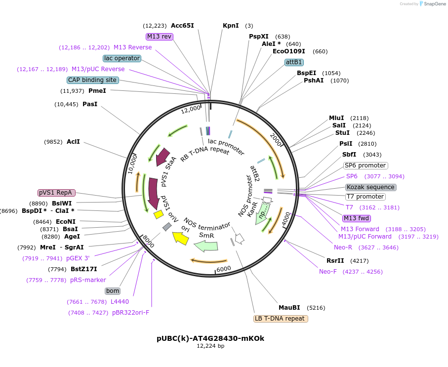 224845-plasmid-map-sequence-id-447331