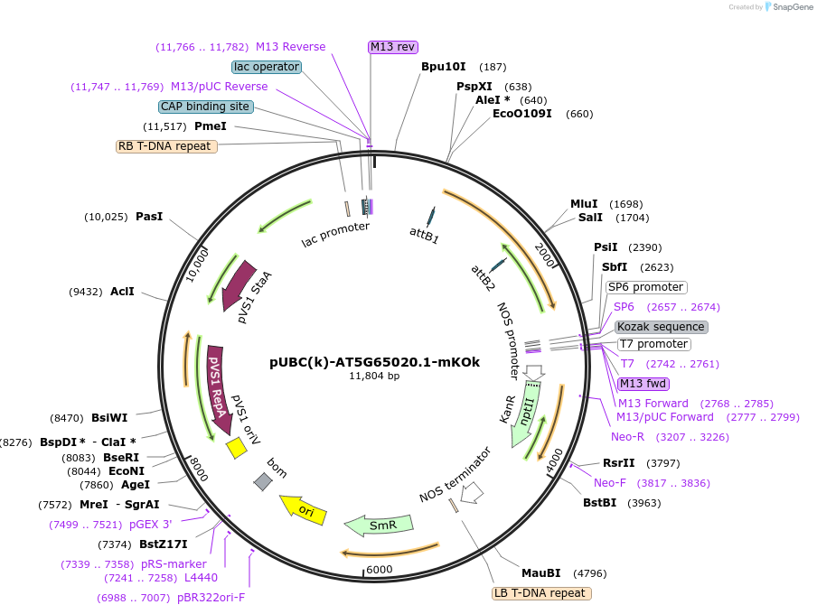 224856-plasmid-map-sequence-id-447332