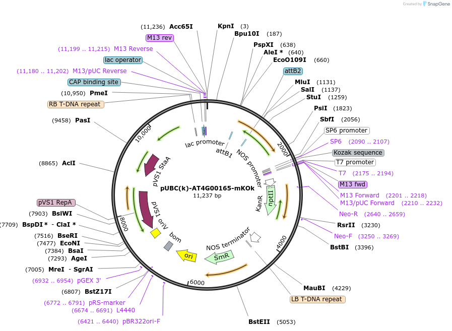 224843-plasmid-map-sequence-id-447333