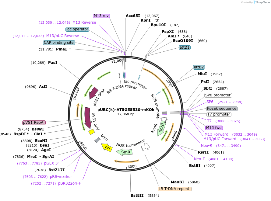 224854-plasmid-map-sequence-id-447334