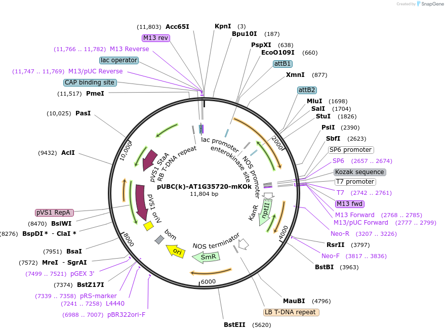 224833-plasmid-map-sequence-id-447336