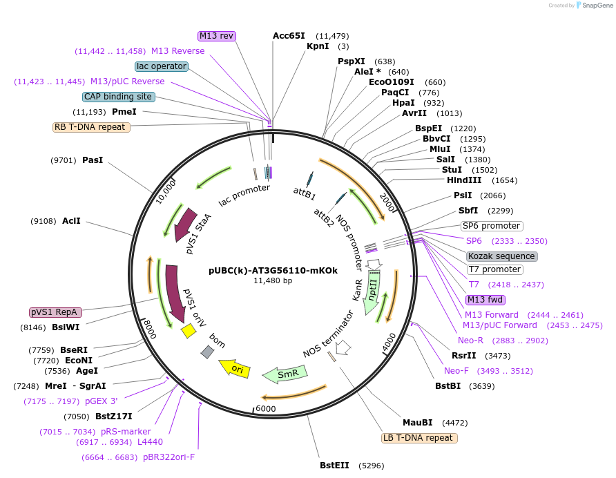 224842-plasmid-map-sequence-id-447337