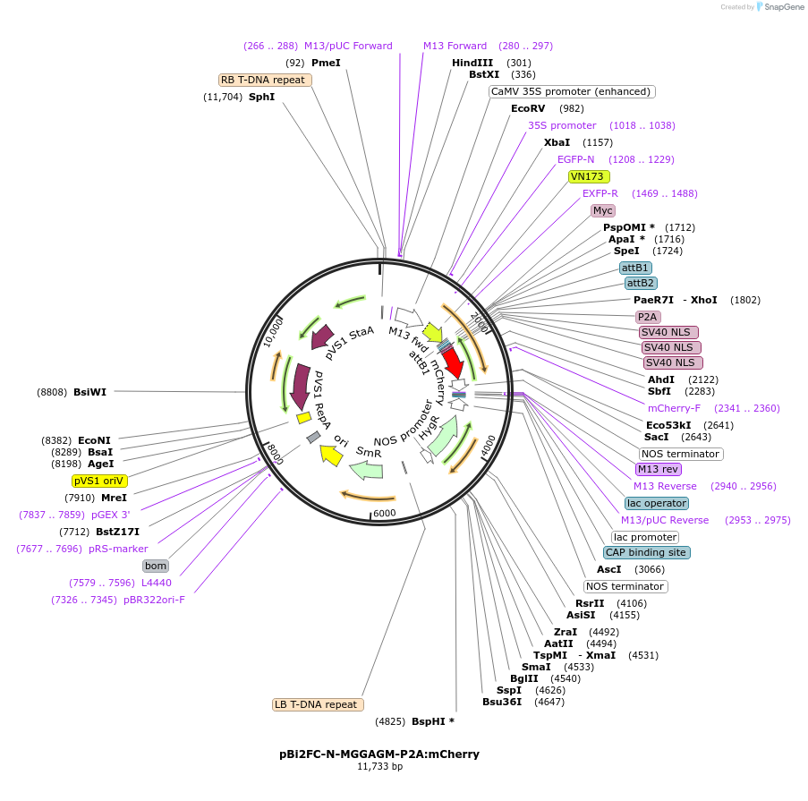 216142-plasmid-map-sequence-id-447339