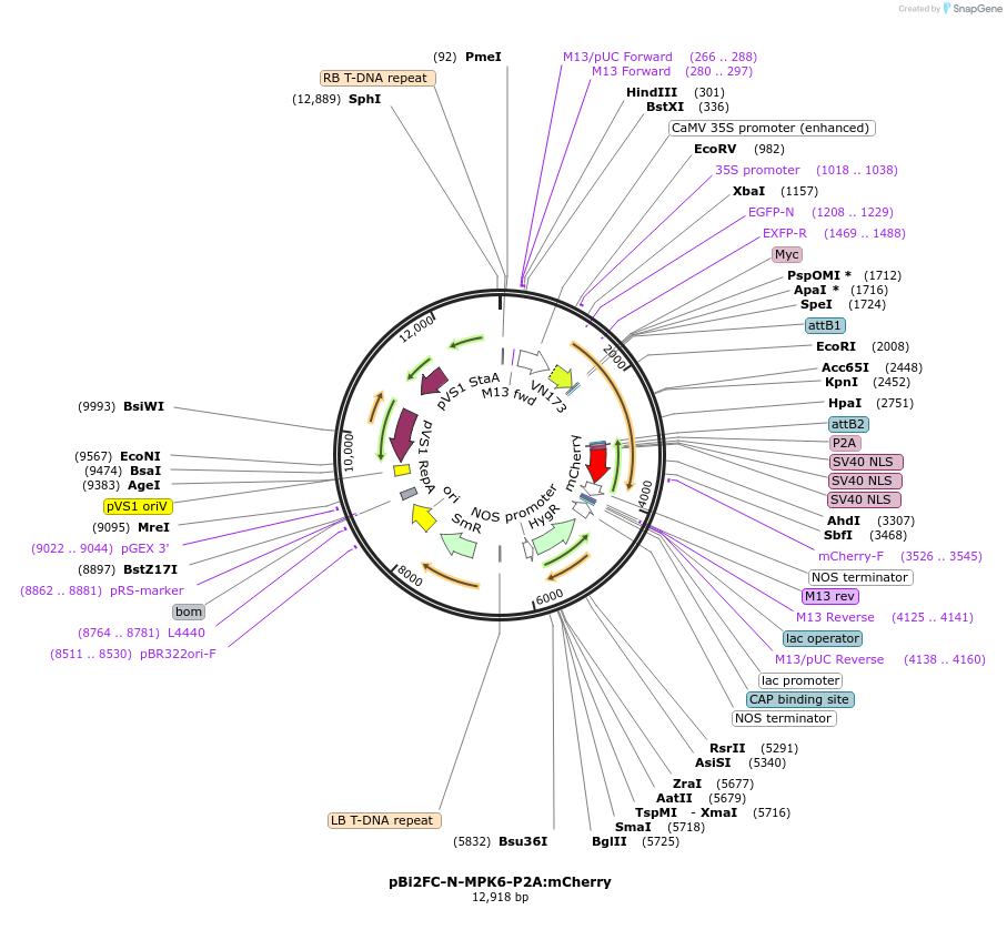216137-plasmid-map-sequence-id-447340