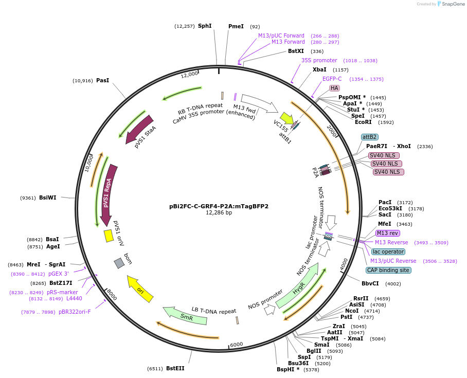 216140-plasmid-map-sequence-id-447341