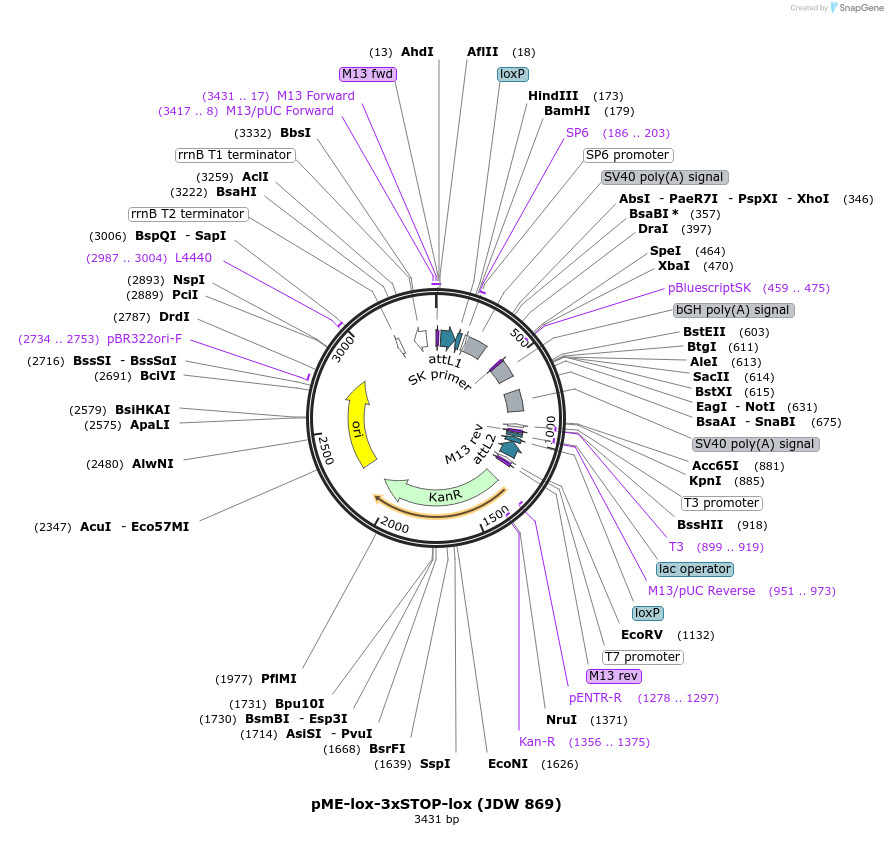 224521-plasmid-map-sequence-id-447342