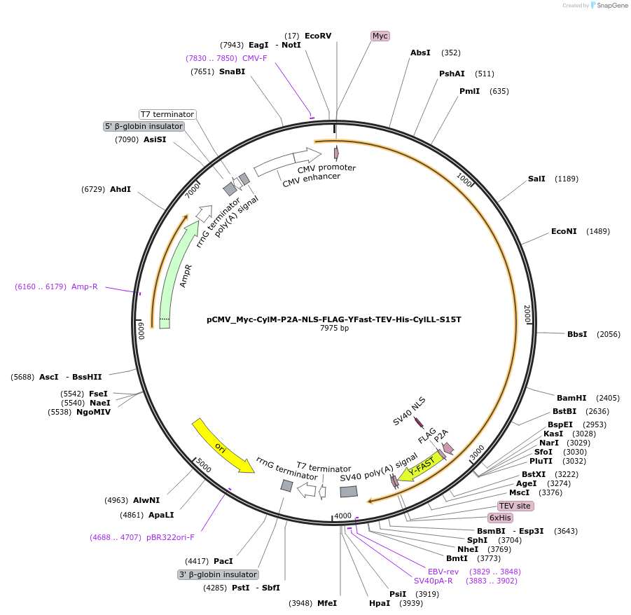 225062-plasmid-map-sequence-id-447343