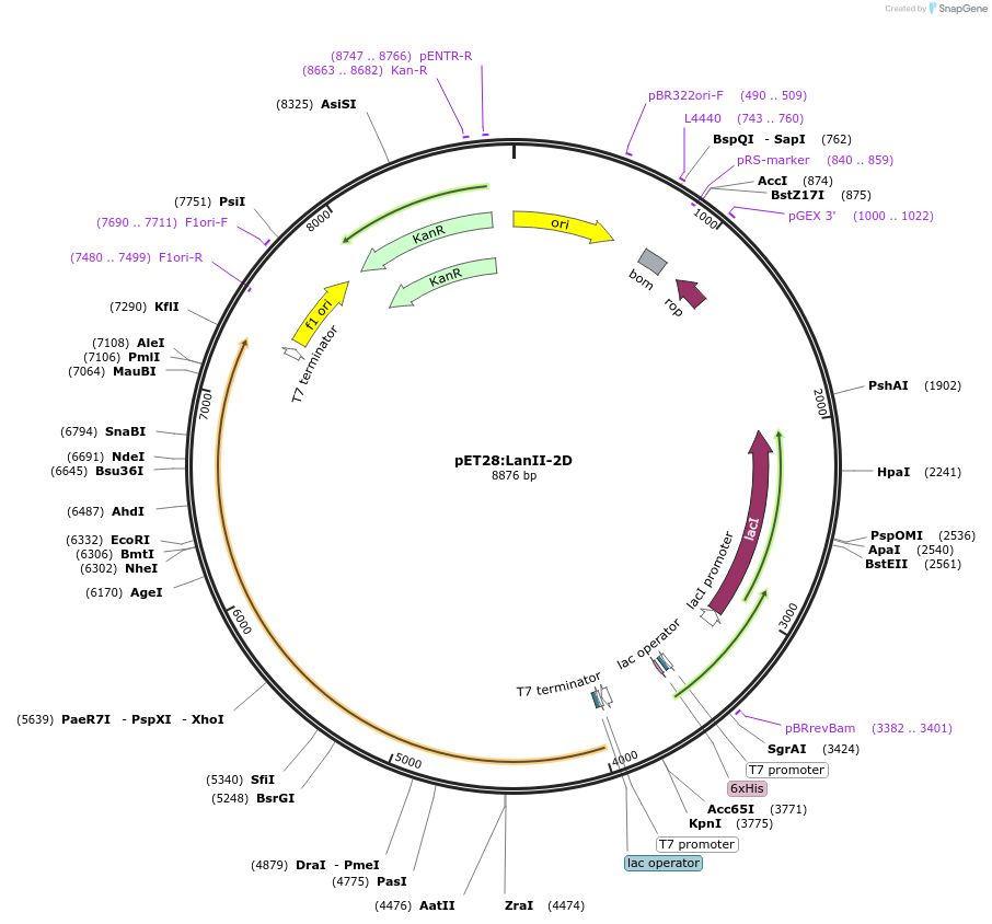 225071-plasmid-map-sequence-id-447346