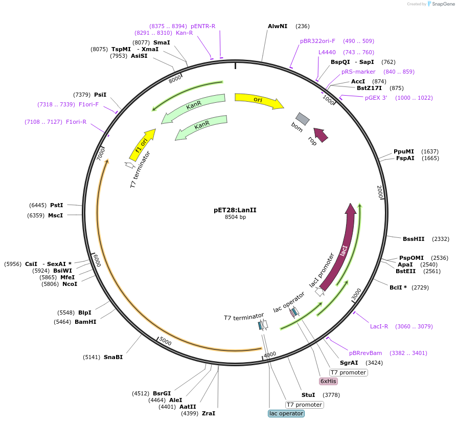 225066-plasmid-map-sequence-id-447348