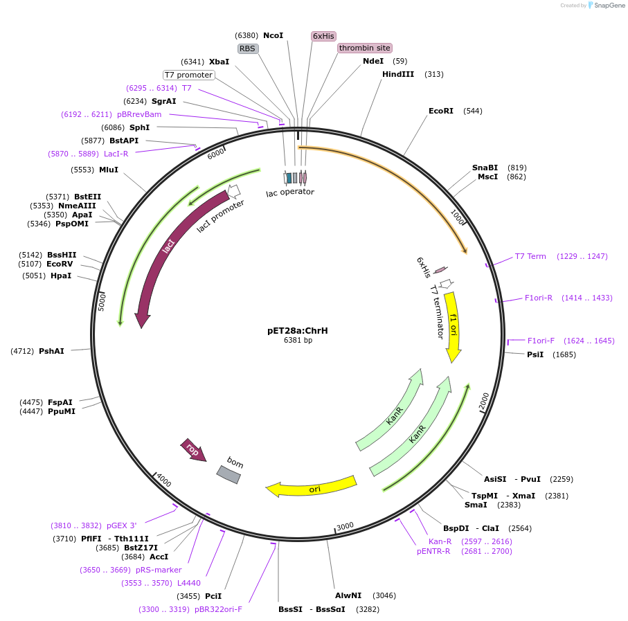225084-plasmid-map-sequence-id-447349