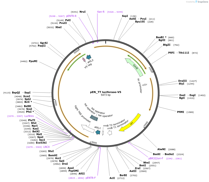 220360-plasmid-map-sequence-id-447352
