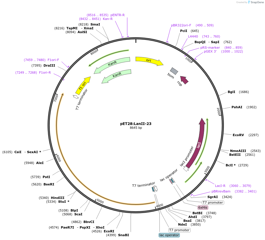 225067-plasmid-map-sequence-id-447354