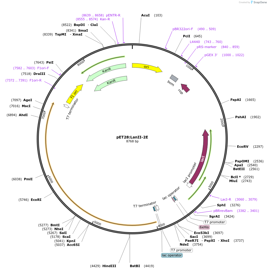 225072-plasmid-map-sequence-id-447356