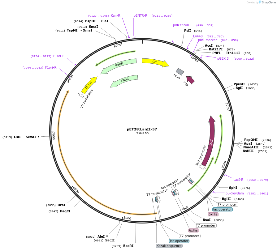 225074-plasmid-map-sequence-id-447358
