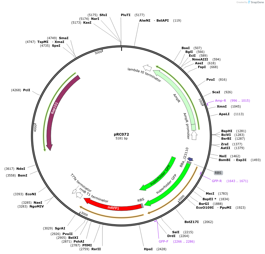 225982-plasmid-map-sequence-id-447363