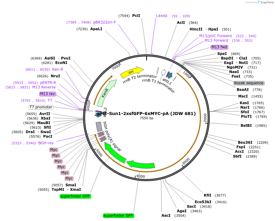 224489-plasmid-map-sequence-id-447418