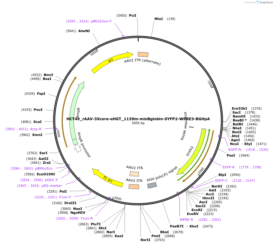 223944-plasmid-map-sequence-id-447420