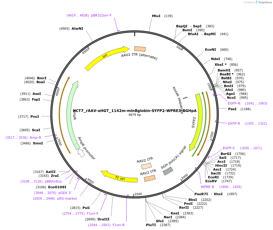 223905-plasmid-map-sequence-id-447427
