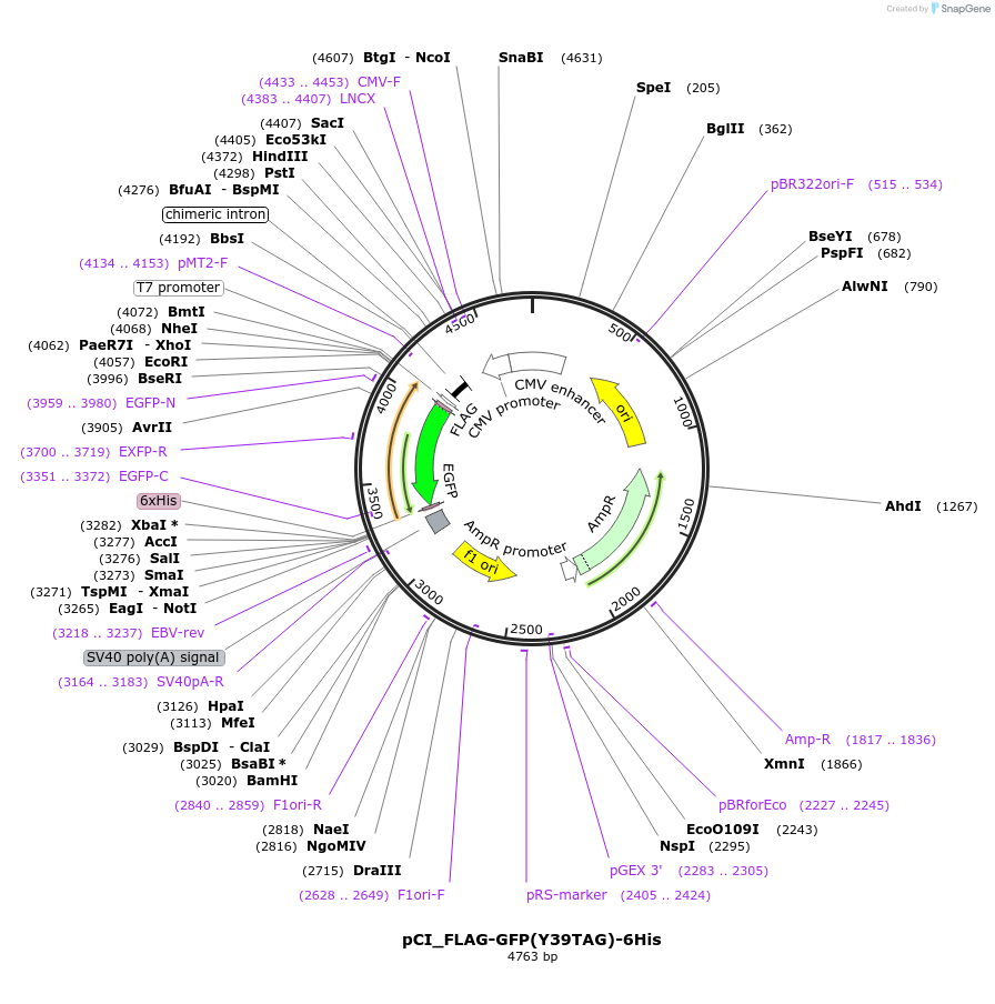 223507-plasmid-map-sequence-id-447435