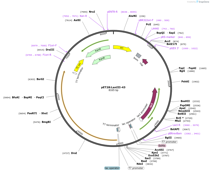 225077-plasmid-map-sequence-id-447437