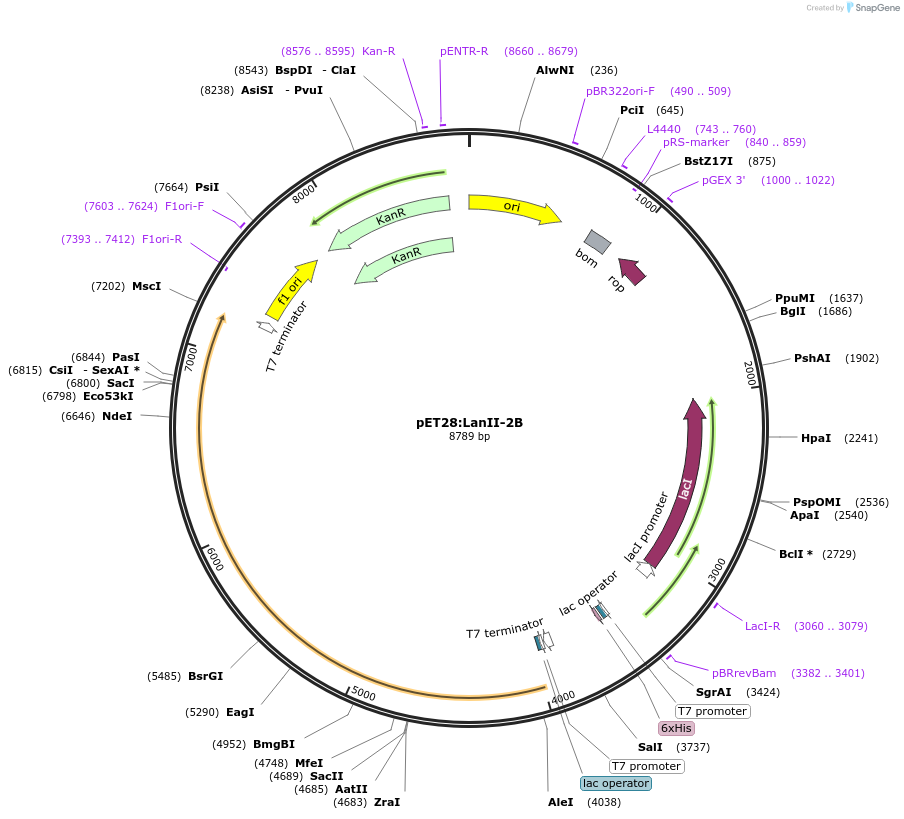 225069-plasmid-map-sequence-id-447440