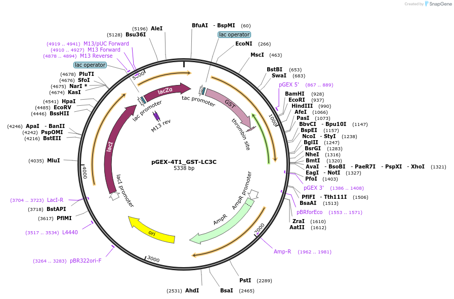223727-plasmid-map-sequence-id-447445