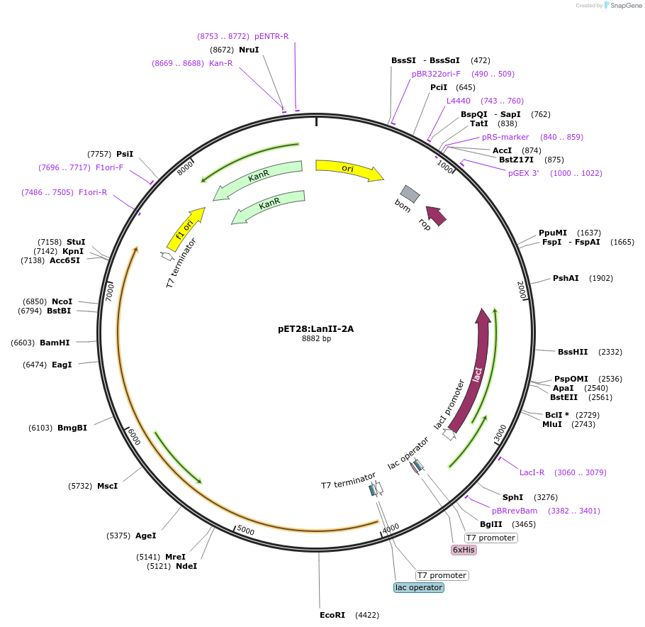 225068-plasmid-map-sequence-id-447448