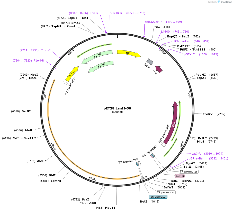 225073-plasmid-map-sequence-id-447451