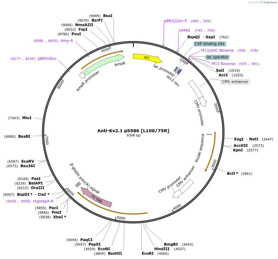 225364-plasmid-map-sequence-id-447453