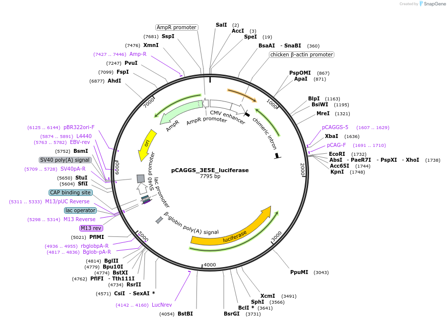 103055-plasmid-map-sequence-id-447476