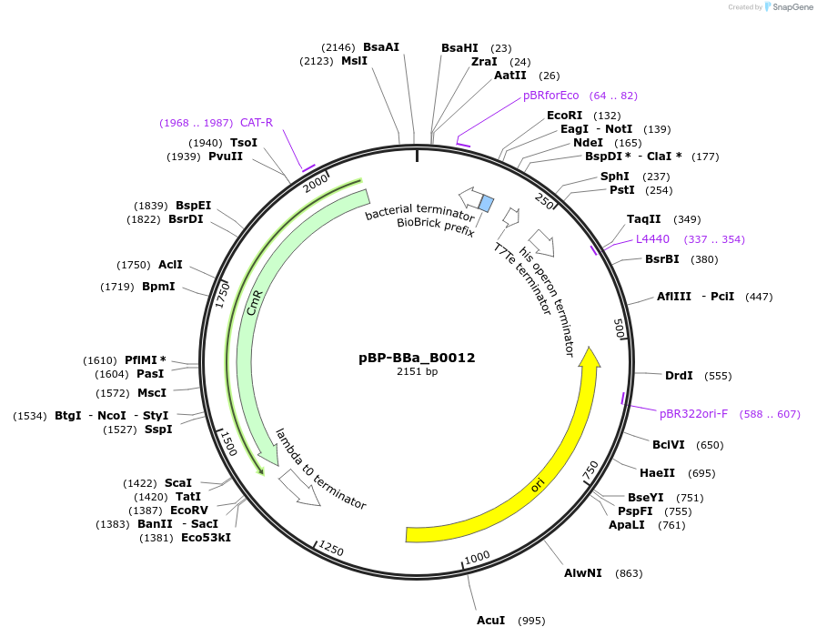 72997-plasmid-map-sequence-id-447483