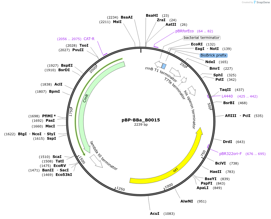 72998-plasmid-map-sequence-id-447484